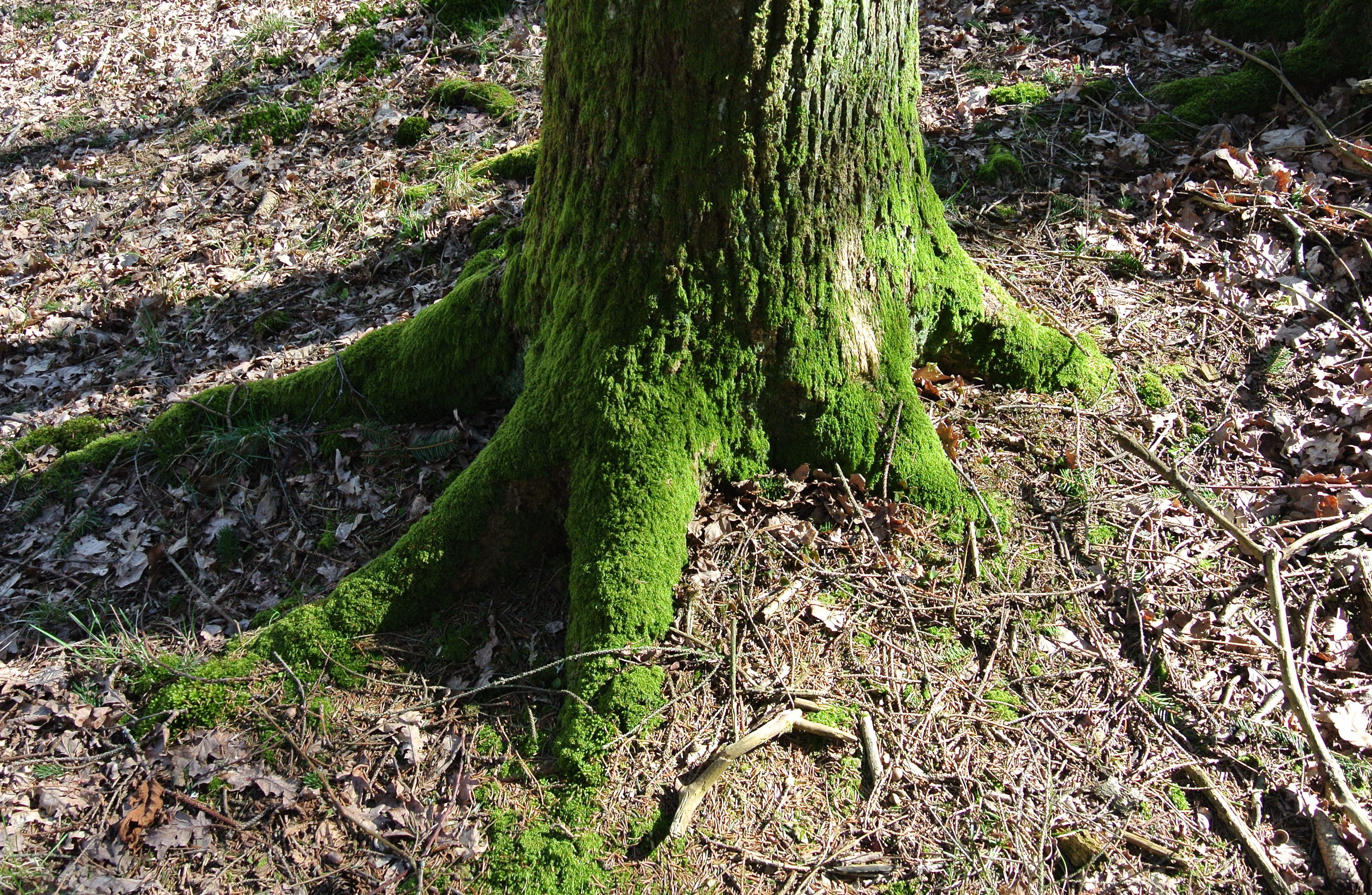 Jordskott